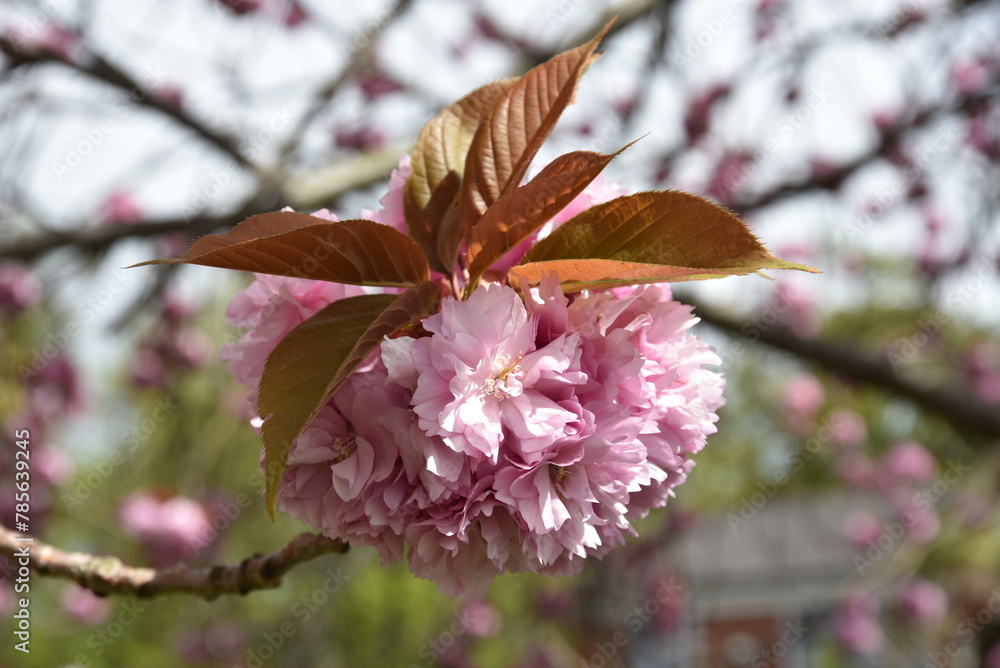 A close up of a pink cherry blossom in Dublin, Ireland A close up of a pink cherry blossom in Dublin, Ireland