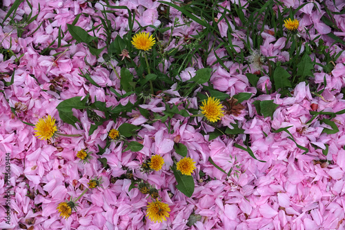 Fallen sakura leaves on the sidewalk