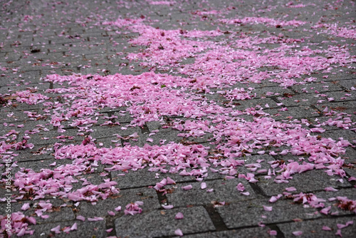 Fallen sakura leaves on the sidewalk
