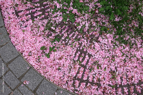 Fallen sakura leaves on the sidewalk