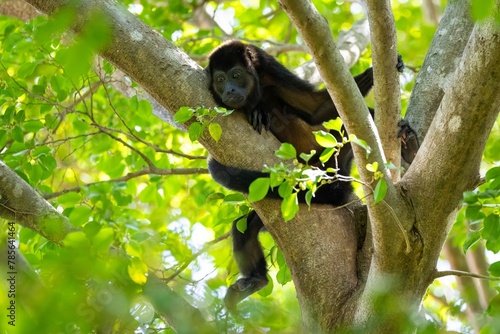 Wallpaper Mural Wilder Brüllaffe auf einem Baum in Costa Rica Torontodigital.ca