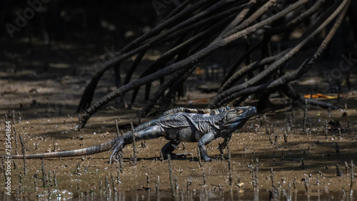 Gemeiner Schwarzleguan in einem Mangrovenwald