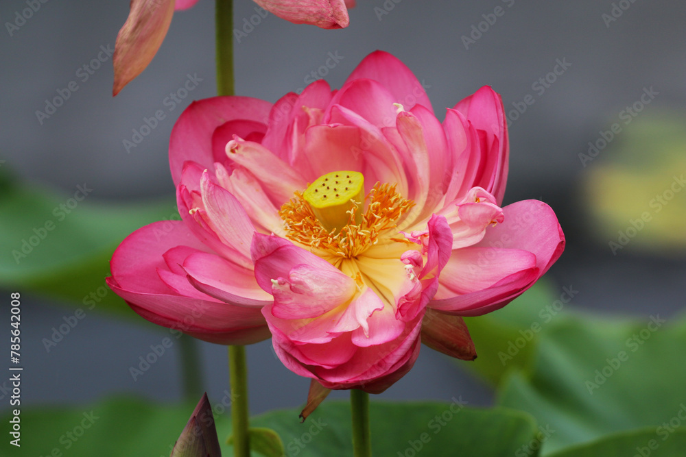 Pink lotus flower standing tall in a garden pond