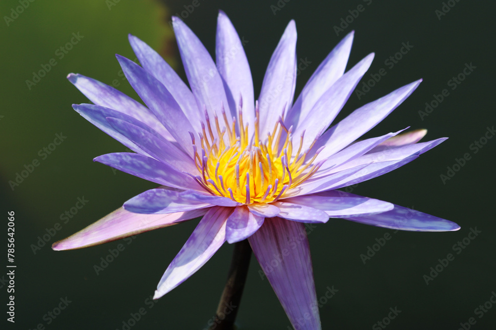 Macro shot of an isolated purple water lily 