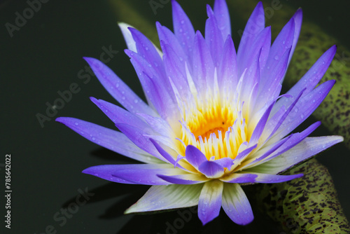 Macro shot of a purple water lily in a pond 