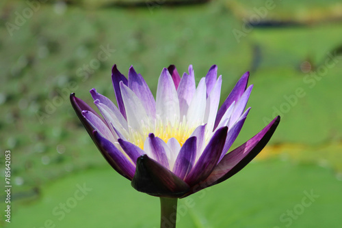 Macro shot of a purple water lily