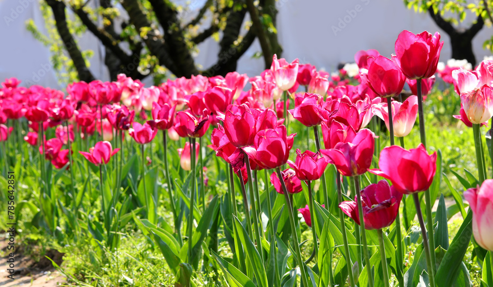 purple and fuchsia tulisp flowers bloomed in the flowerbed in Spring symbol of the Netherlands purple and fuchsia tulisp flowers bloomed in the flowerbed in Spring symbol of the Netherlands