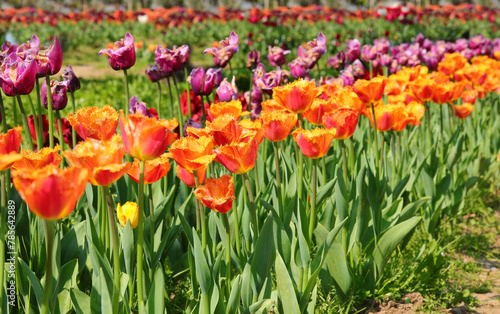 flowered flowerbeds in spring with many tulip flowers of varied colors for sale in the floriculture farm