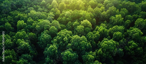 Aerial view of mangrove forest in Gambia. photo