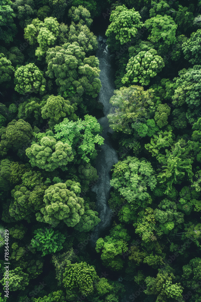Lush Green Forest Canopy with Serpentine River from Above