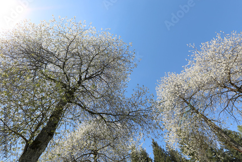 cherry trees with many white flowers blooming in spring