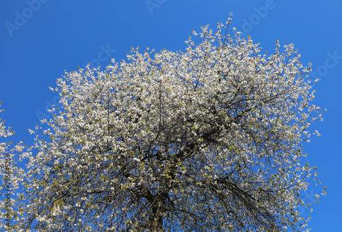 cherry trees with many white flowers blooming in spring and the clear sky