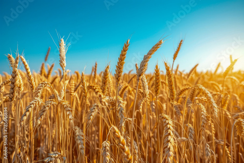Golden wheat field under a clear blue sky on a sunny day