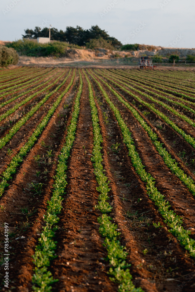 Leguminous plant Plantation in the Field Agriculture industry. Growing organic vegetables. Green foliage. Beans and peas plant Leguminous plant Plantation in the Field Agriculture industry. Growing organic vegetables. Green foliage. Beans and peas plant
