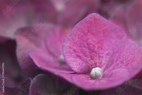 Macro photo of of purple hydrangea flower. Horizontally. 
