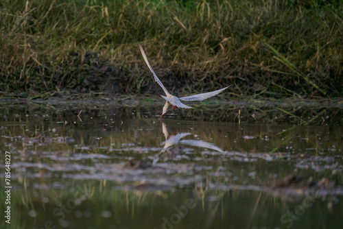 blue heron bird eat some food © Rojobrono