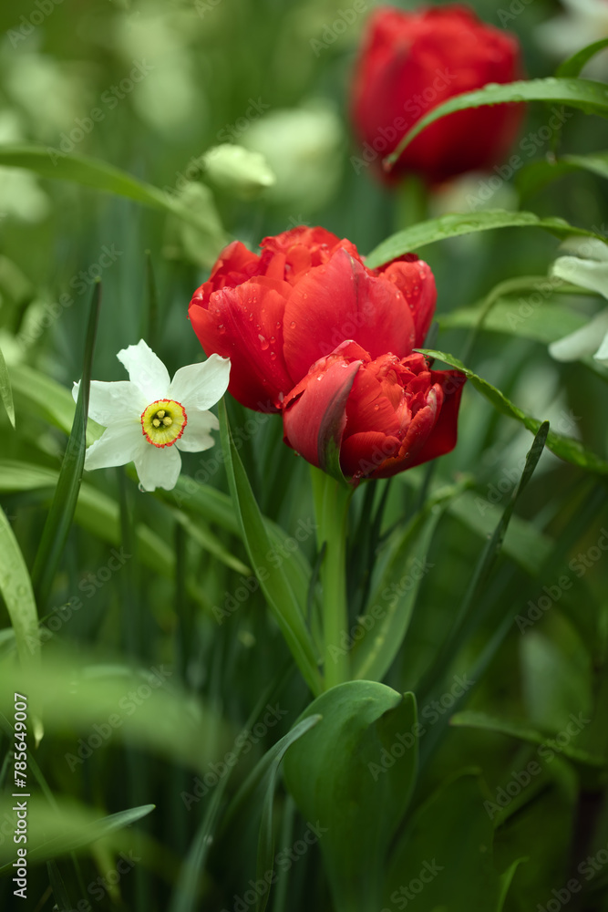 czerwone pełne tulipany, i białe narcyze, wiosenne kwiaty	 - obrazy, fototapety, plakaty 