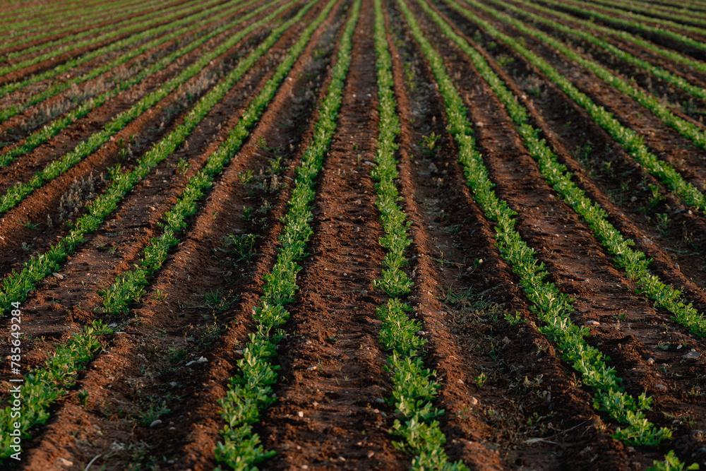 Leguminous plant Plantation in the Field Agriculture industry. Growing organic vegetables. Green foliage. Beans and peas plant Leguminous plant Plantation in the Field Agriculture industry. Growing organic vegetables. Green foliage. Beans and peas plant