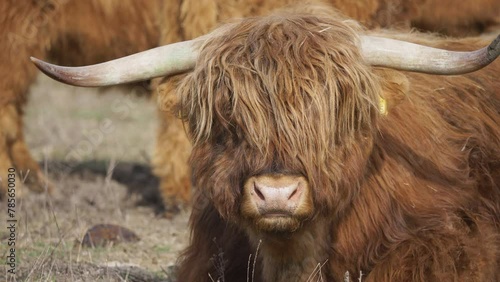 Close-up portrait of Scottish highland bull ruminating