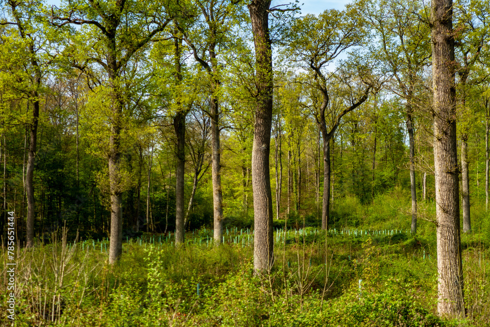 Fototapeta premium Wiederaufforstung im Wald im Frühjahr