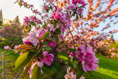 Fototapeta Naklejka Na Ścianę i Meble -  Kwitnące jabłonie wiosną, ogrodowe rośliny
