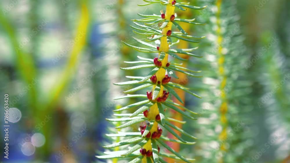Mare's tail aquatic plant stems with flowers above water surface.