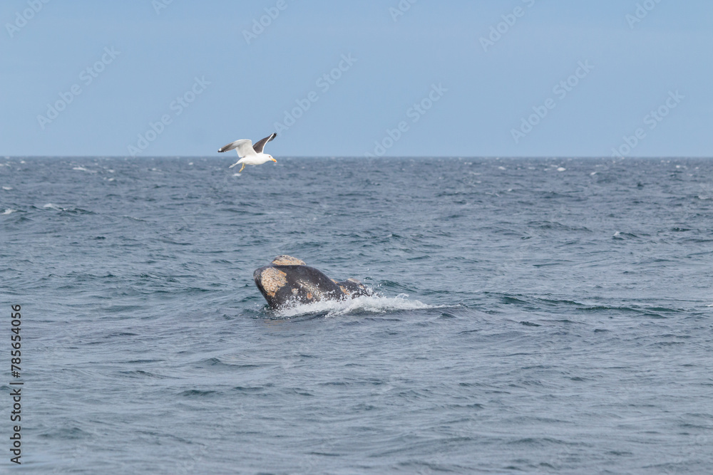 Fototapeta premium ballena en libertad y ave en el océano