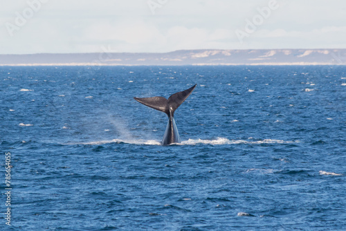 cola de ballena en libertad en el oceano