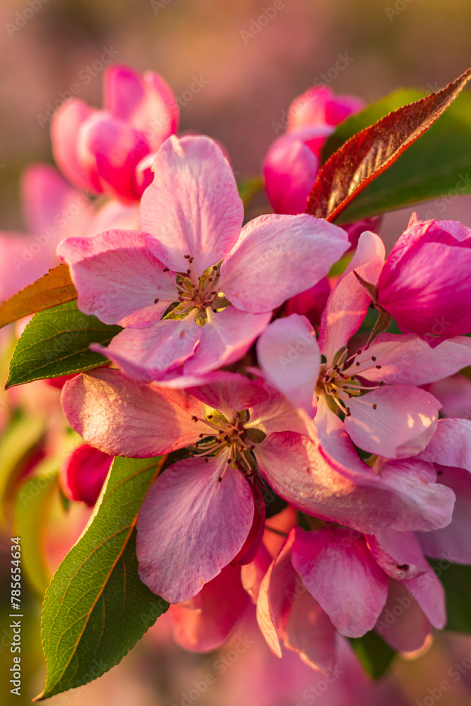 Kwitnące jabłonie wiosną, ogrodowe rośliny