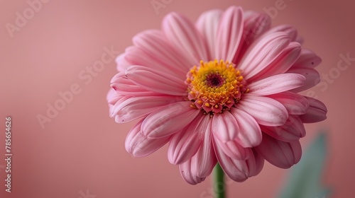 Pink Flower With Green Leaves on Pink Background