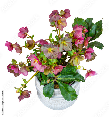 Isolated potted hellebore frostkiss flower