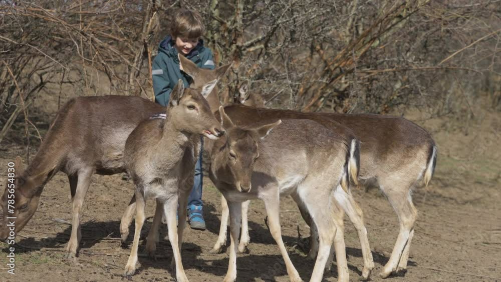 Deer herd coming to the little boy offering food Deer herd coming to the little boy offering food