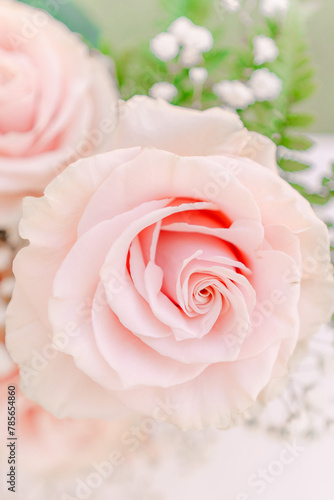 Elegant Pink Rose Close-Up for Bridal Themes