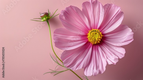 Pink Flower With Green Leaves on Pink Background