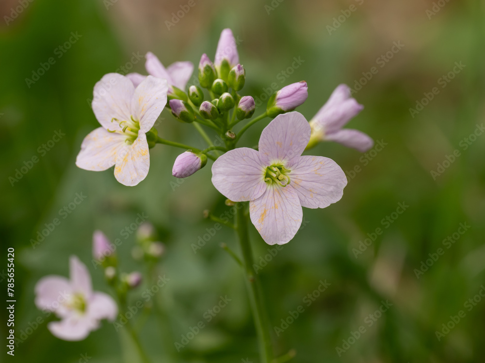 Wiesenschaumkraut Cardamine pratensis, blühend Wiesenschaumkraut Cardamine pratensis, blühend
