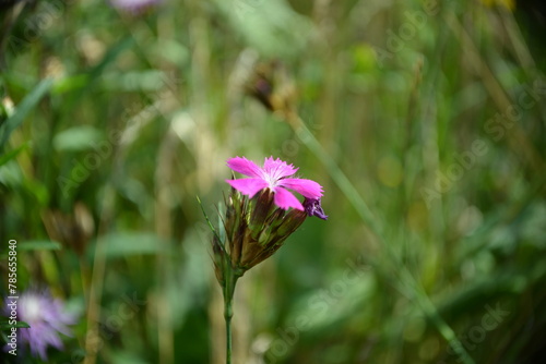 Bl  hende Blume