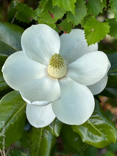 Large white magnolia tree flower