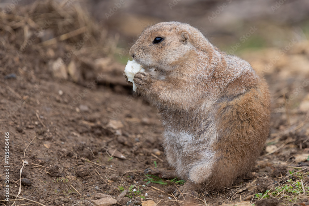 Fototapeta premium Close up of a groundhog (marmota monax) eating a piece of food