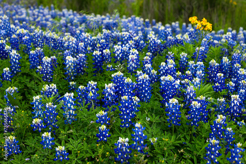 Field of Bluebonnets and Yellow Flowers in Texas 