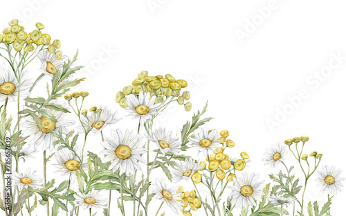 Frame banner Watercolor Daisy and tansy. Hand drawn illustration of Chamomile. bouquet of white blossom flowers on isolated background. Drawing botanical clipart invitation cards. Paint wildflower
