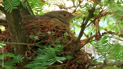 Little bird hatching in the nest.  Rufous-bellied thrush (Turdus rufiventris)  photo