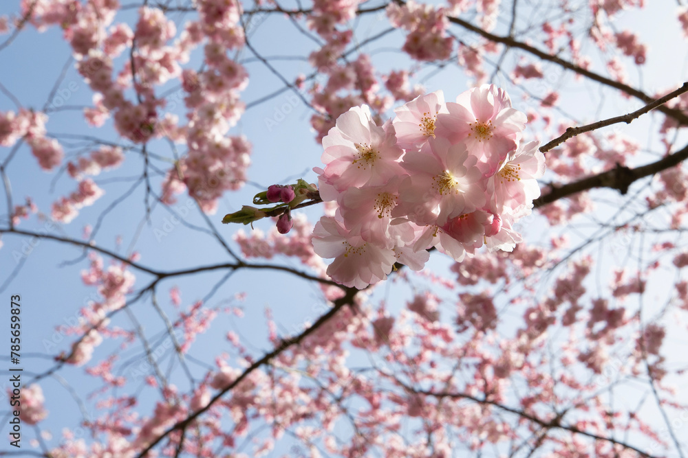 Blossoming Brilliance: Close-Up of Cherry Blossoms with Sunlit Sky Blossoming Brilliance: Close-Up of Cherry Blossoms with Sunlit Sky