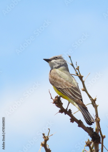 Thick-billed Kingbird perched in tree