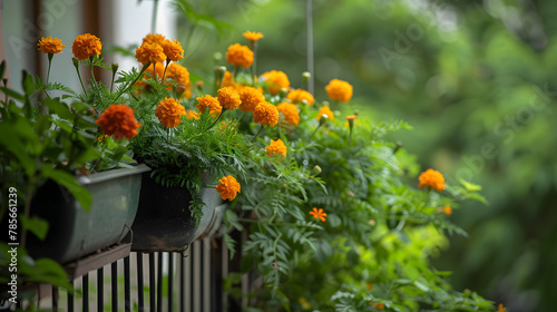 A balcony herb garden utilizing organic pest control methods with companion plants like marigolds deterring pests naturally.