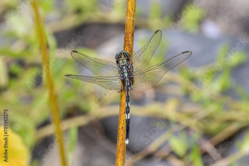 Slender skimmer dragonfly resting on a branch photo