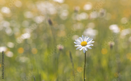 Isolated daisy flower in the meadow at sunset. Spring background.