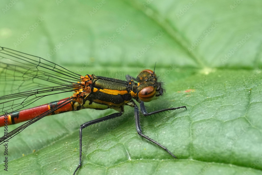 Closeup on the European Large red damselfly, Pyrrhosoma nymphula, sitting on a green leaf Closeup on the European Large red damselfly, Pyrrhosoma nymphula, sitting on a green leaf