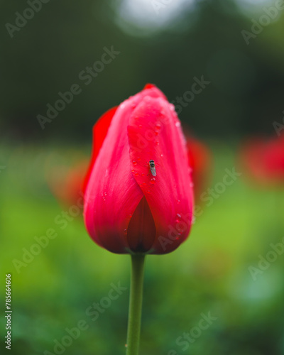 Red tulip with drops