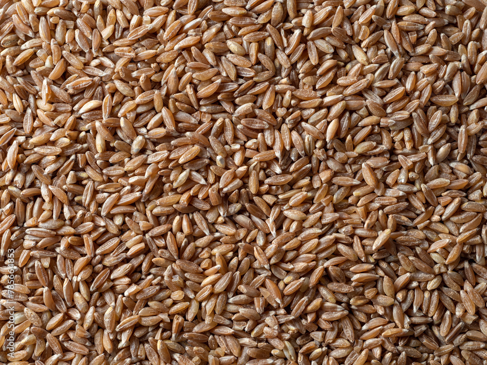 spelt seeds texture as food background. Spelt seeds pattern top view or flat lay spelt seeds texture as food background. Spelt seeds pattern top view or flat lay