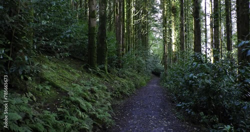 A serene walkway surrounded by lush vegetation and towering trees. pan photo